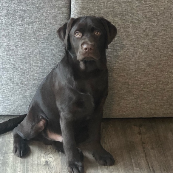 Meet your Posher, Nicholas - Picture 1 of 1